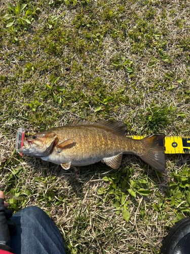 スモールマウスバスの釣果