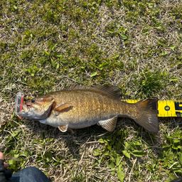 スモールマウスバス