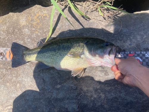 ラージマウスバス