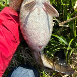 スモールマウスバス