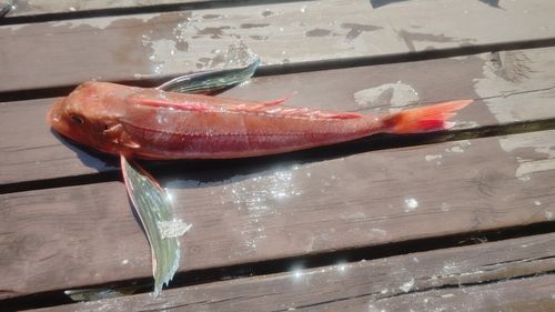 ホウボウの釣果