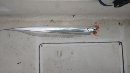 タチウオの釣果