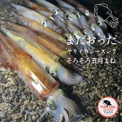 ヤリイカの釣果