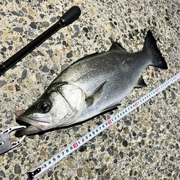 フッコ（ヒラスズキ）