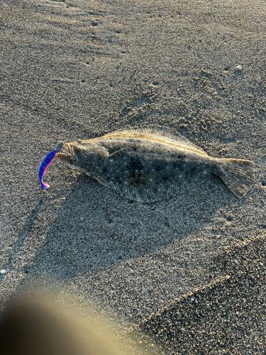 ヒラメの釣果
