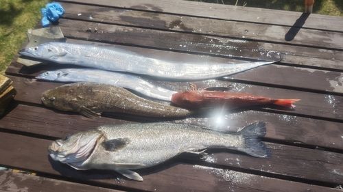 タチウオの釣果