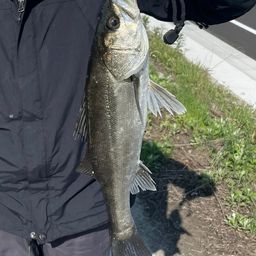 セイゴ（マルスズキ）