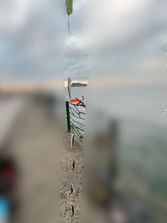 カタクチイワシの釣果