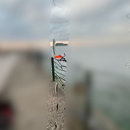 カタクチイワシ