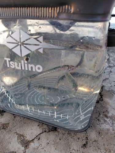 サバの釣果
