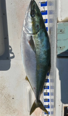 ブリの釣果