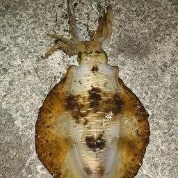 アオリイカ