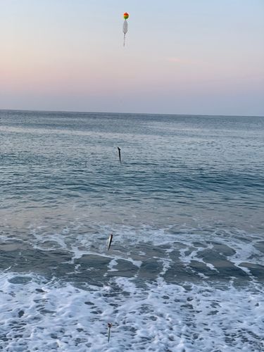 カタクチイワシの釣果