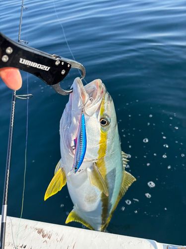 ヒラマサの釣果