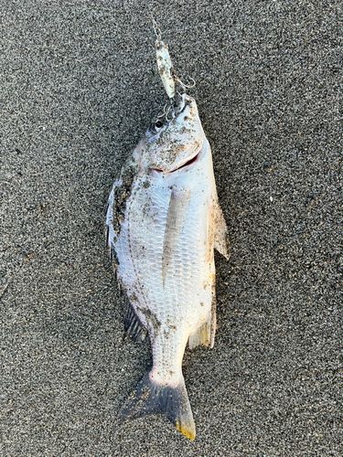 キビレの釣果