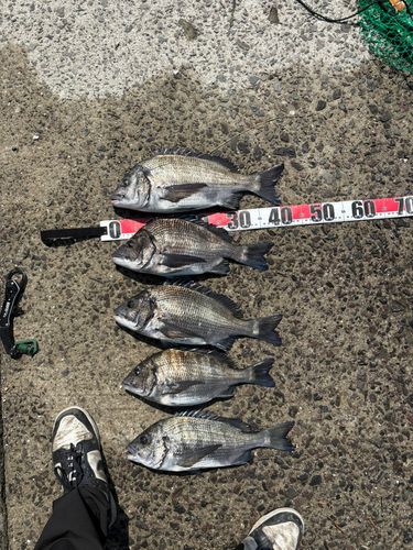 チヌの釣果