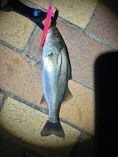 セイゴ(マルスズキ)の釣果