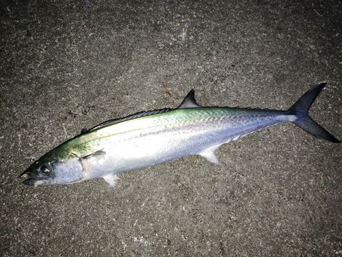サワラの釣果