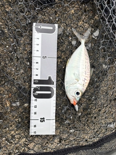 コバンヒイラギの釣果
