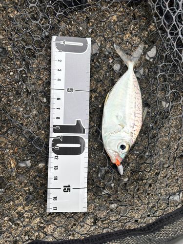 コバンヒイラギの釣果