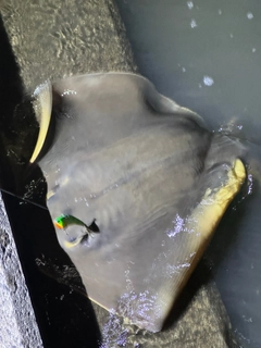 アカエイの釣果