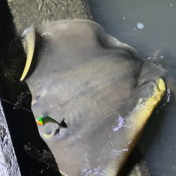 アカエイ