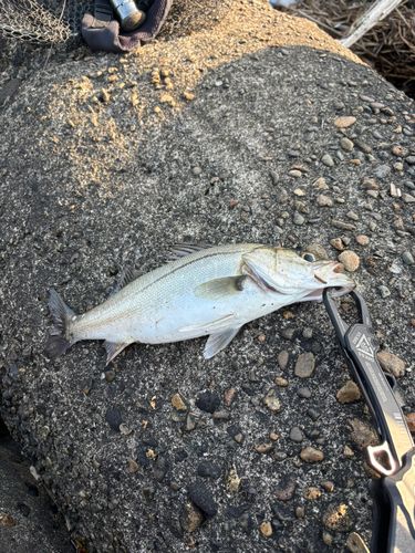 セイゴ（マルスズキ）の釣果