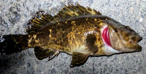 タケノコメバルの釣果