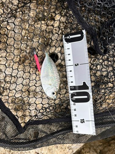 コバンヒイラギの釣果