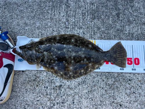 ヒラメの釣果