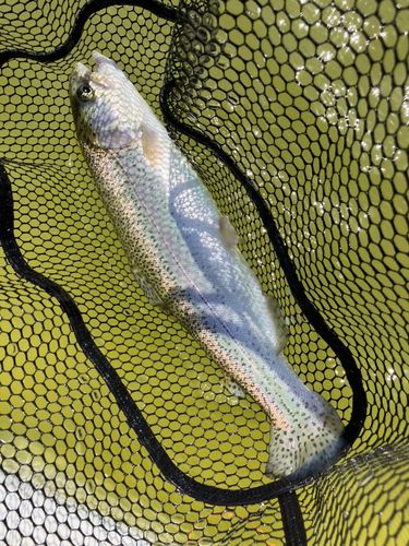 ニジマスの釣果