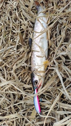 アメマスの釣果