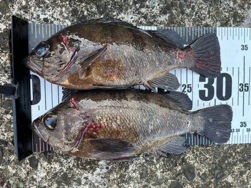 クロメバルの釣果