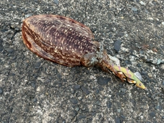 コウイカの釣果