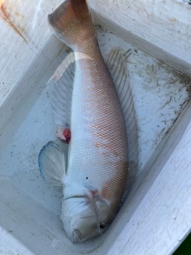 アマダイの釣果