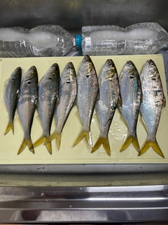 コノシロの釣果