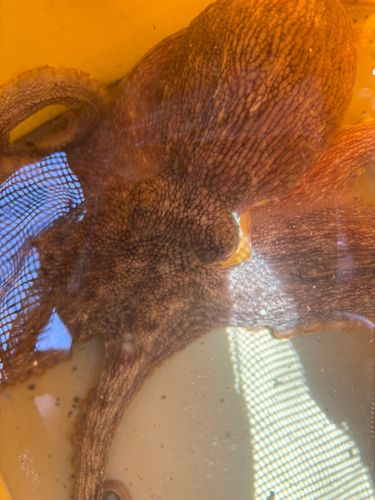 ミズダコの釣果