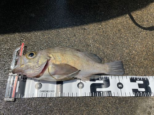 メバルの釣果