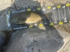 スモールマウスバスの釣果