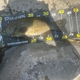 スモールマウスバス