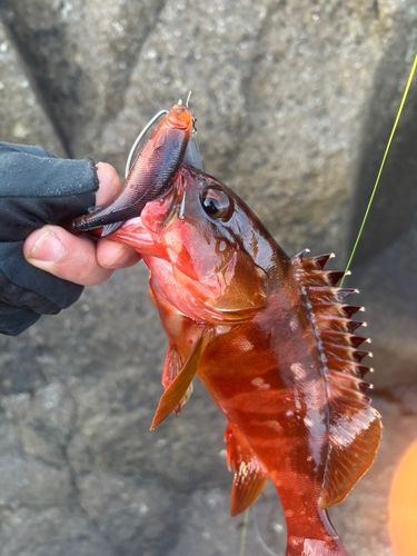 アカハタの釣果