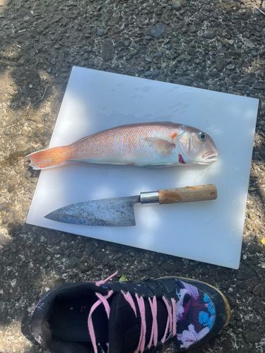 アマダイの釣果