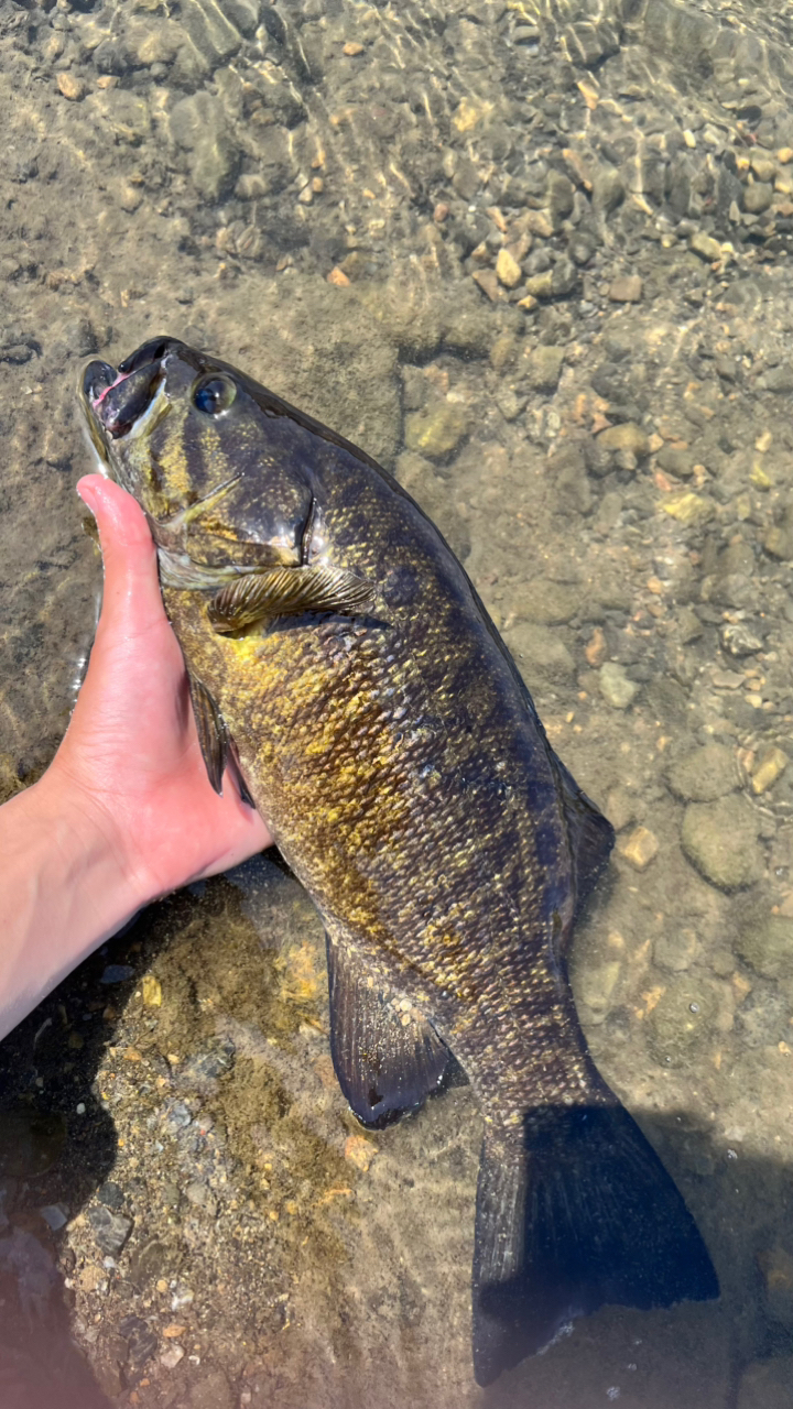 SHIMANO 20ゾディアス 264L-2の最安値・インプレ・釣果 | 本音の SHIMANO 20ゾディアス 264L-2の最安値・インプレ・釣果 | 本音の