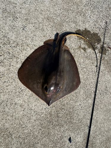 アカエイの釣果