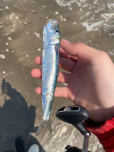 イワシの釣果
