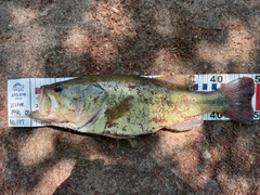 ラージマウスバスの釣果