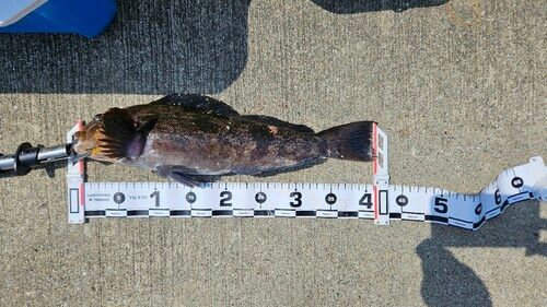 アイナメの釣果