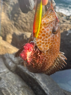 オオモンハタの釣果