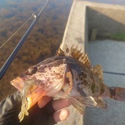 タケノコメバル