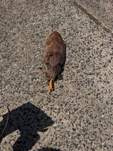 コウイカの釣果